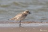 Grey plover