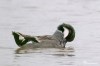 Falcated duck