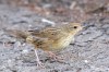 Lanceolated Warbler