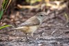 Oriental reed-warbler