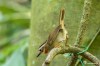Rufous-throated fulvetta