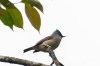 Black-chinned Yuhina
