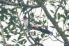 Western grey treepie
