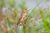 Streaked weaver