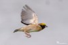 Streaked weaver