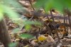 Scaly thrush