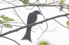 Crow-billed drongo